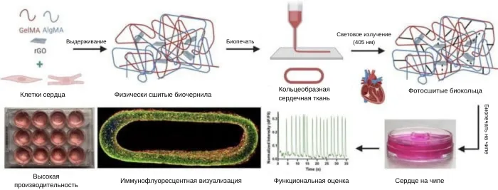Схема процесса биопечати сердечной ткани, разработанного канадскими исследователями